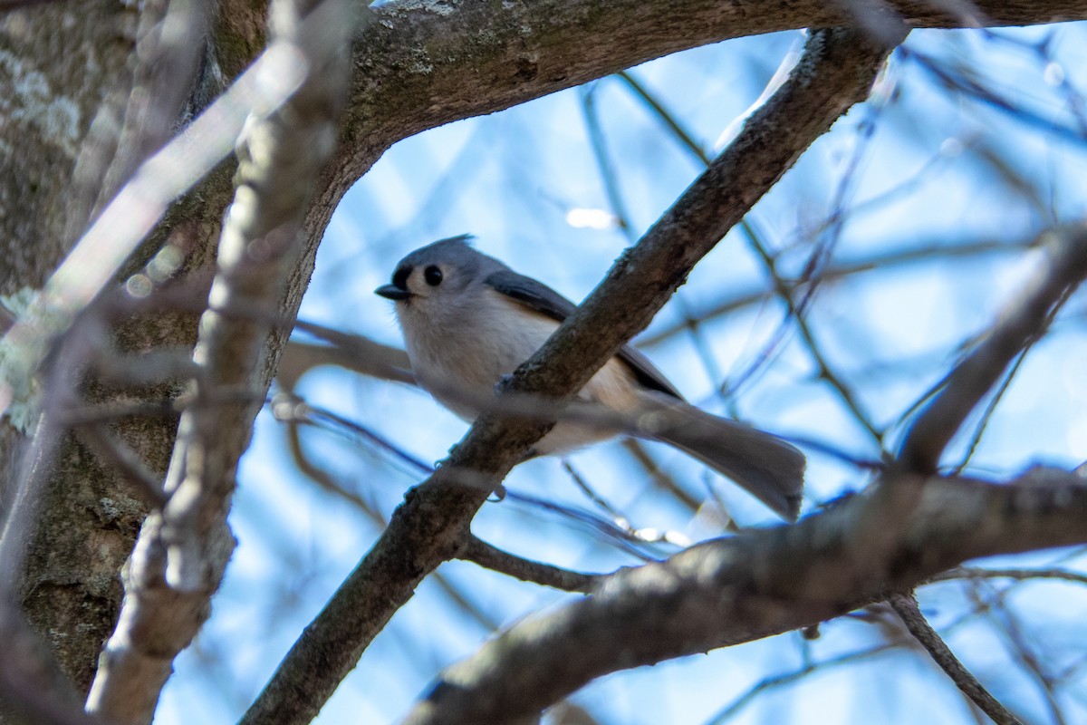 Tufted Titmouse - Andrew W.