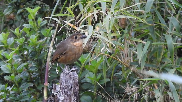 Tawny Antpitta - ML425176571