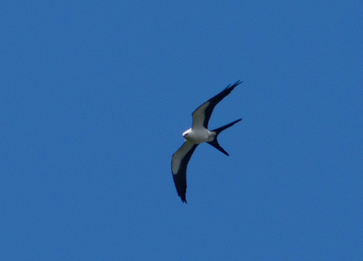 Swallow-tailed Kite - Daniel Miller