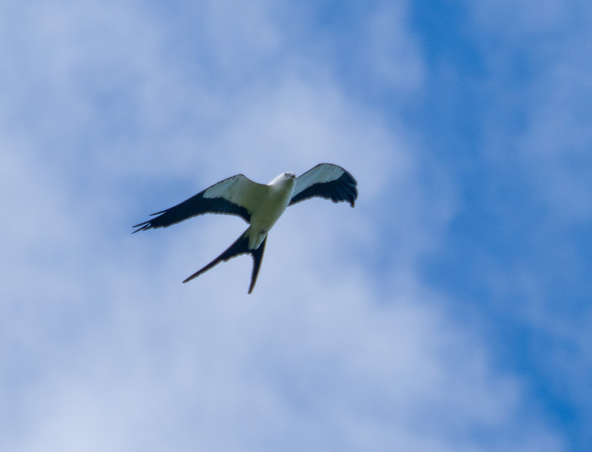 Swallow-tailed Kite - Daniel Miller