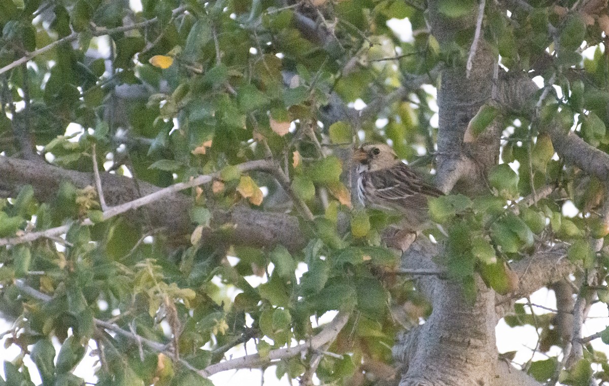 Harris's Sparrow - Marky Mutchler