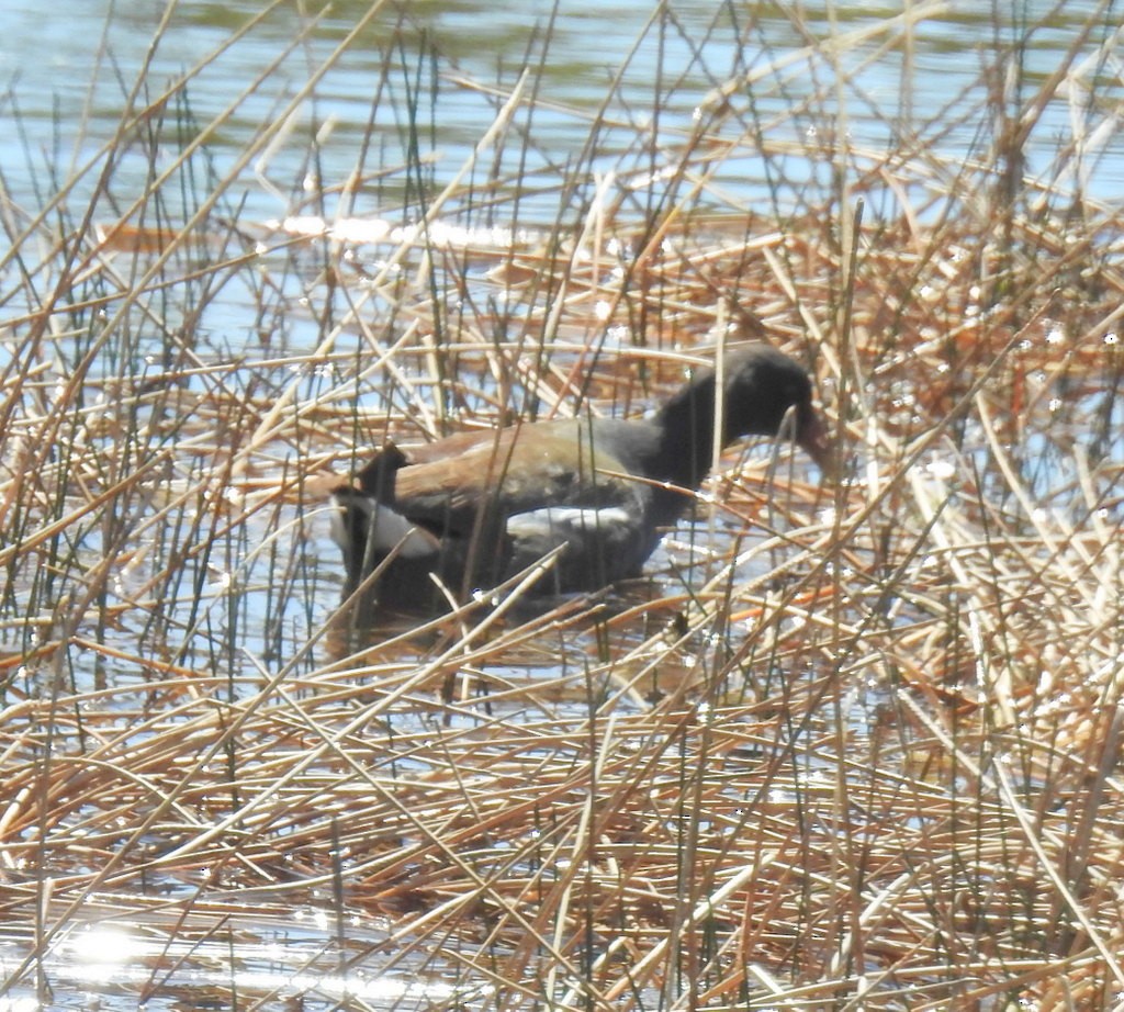 Common Gallinule - ML425179841