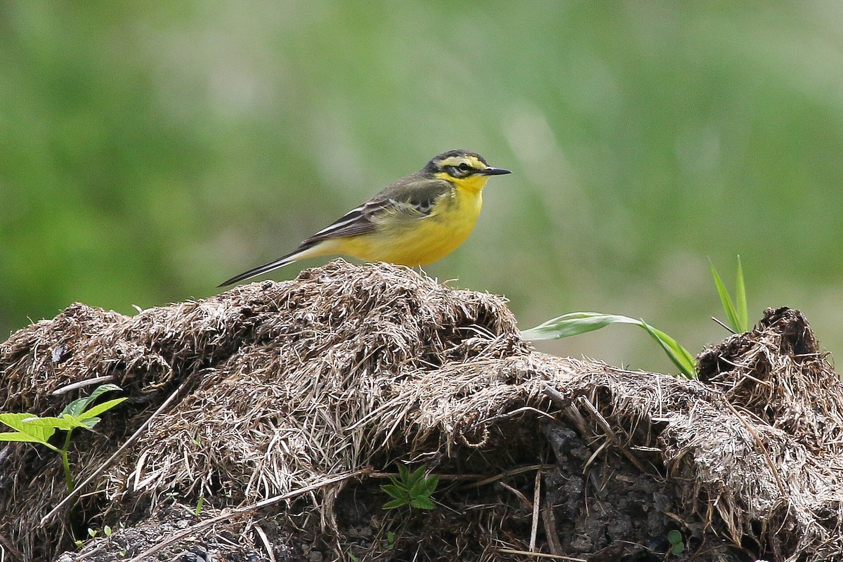 Western Yellow x Citrine Wagtail (hybrid) - Tomasz Wilk