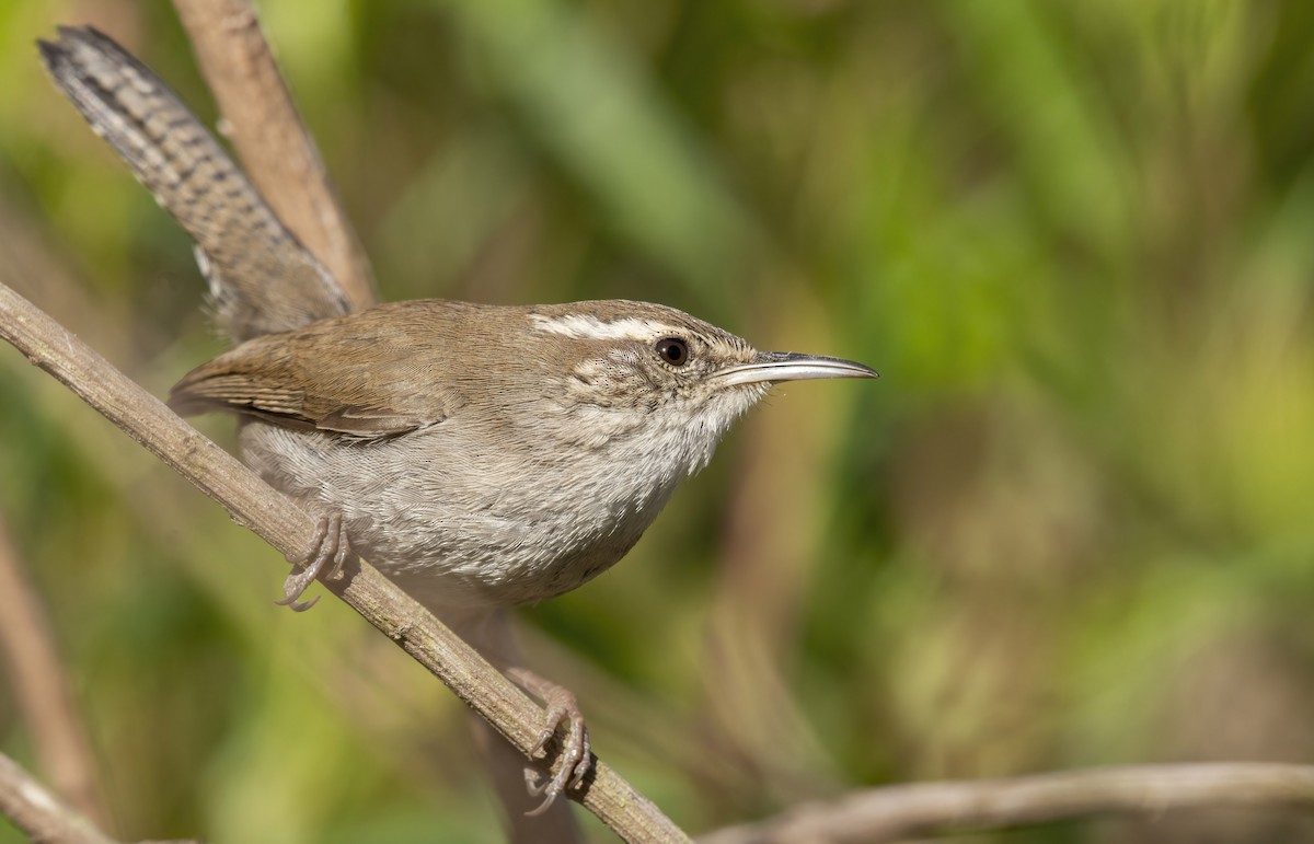 Bewick's Wren - ML425180941