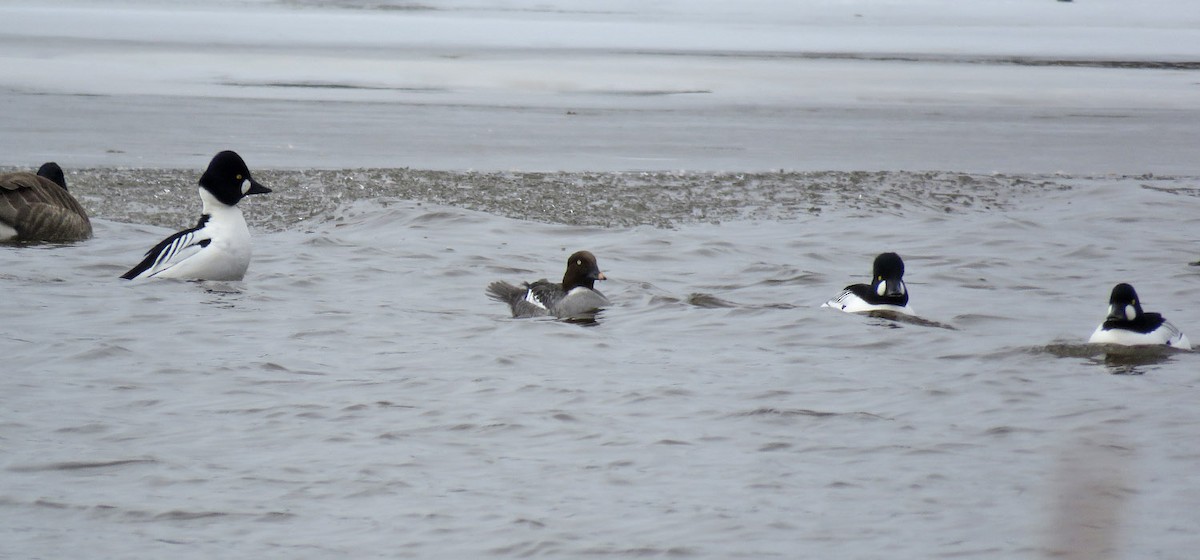 Common Goldeneye - ML425181001