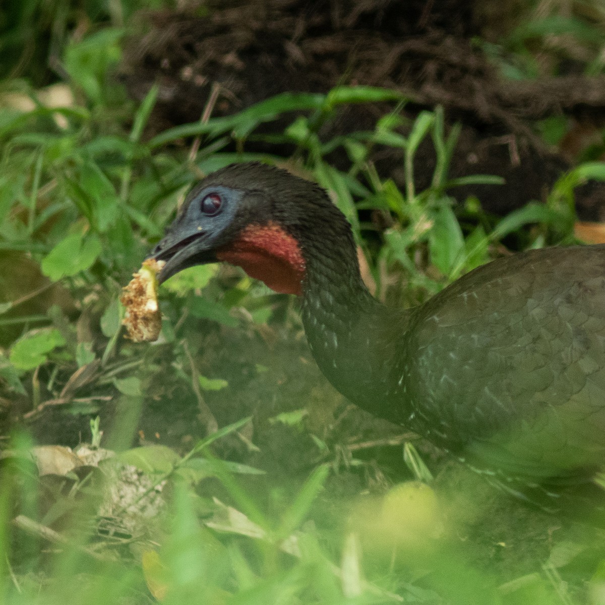 Crested Guan - ML425182681