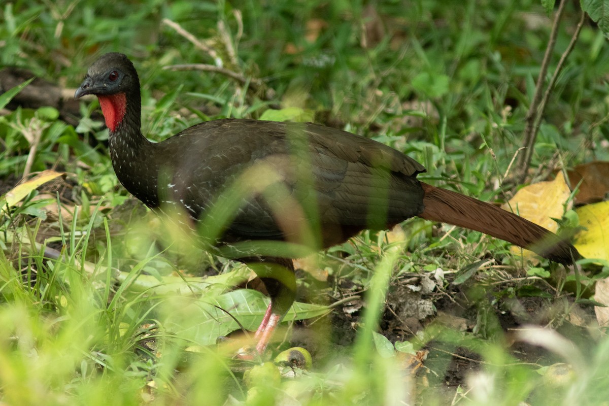 Crested Guan - ML425182721