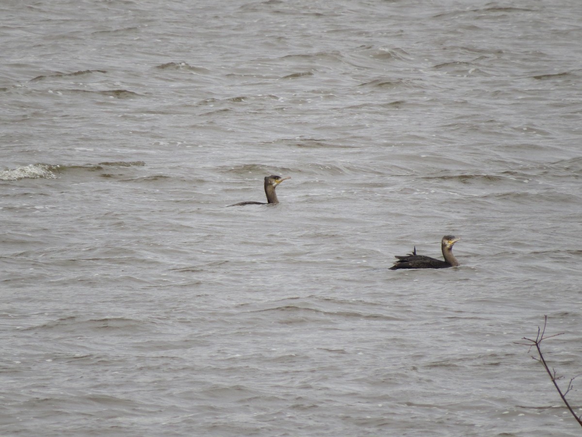 Great Cormorant - ML425183661