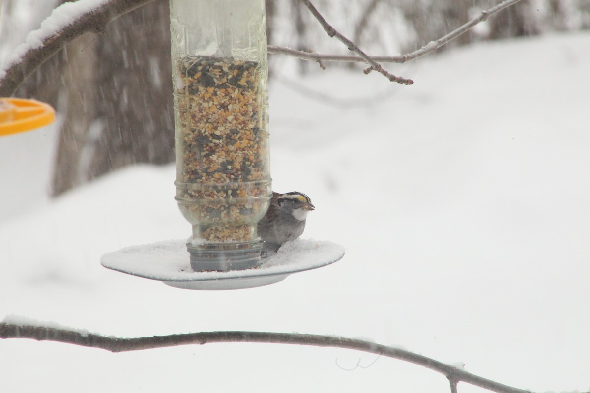 White-throated Sparrow - ML425184491