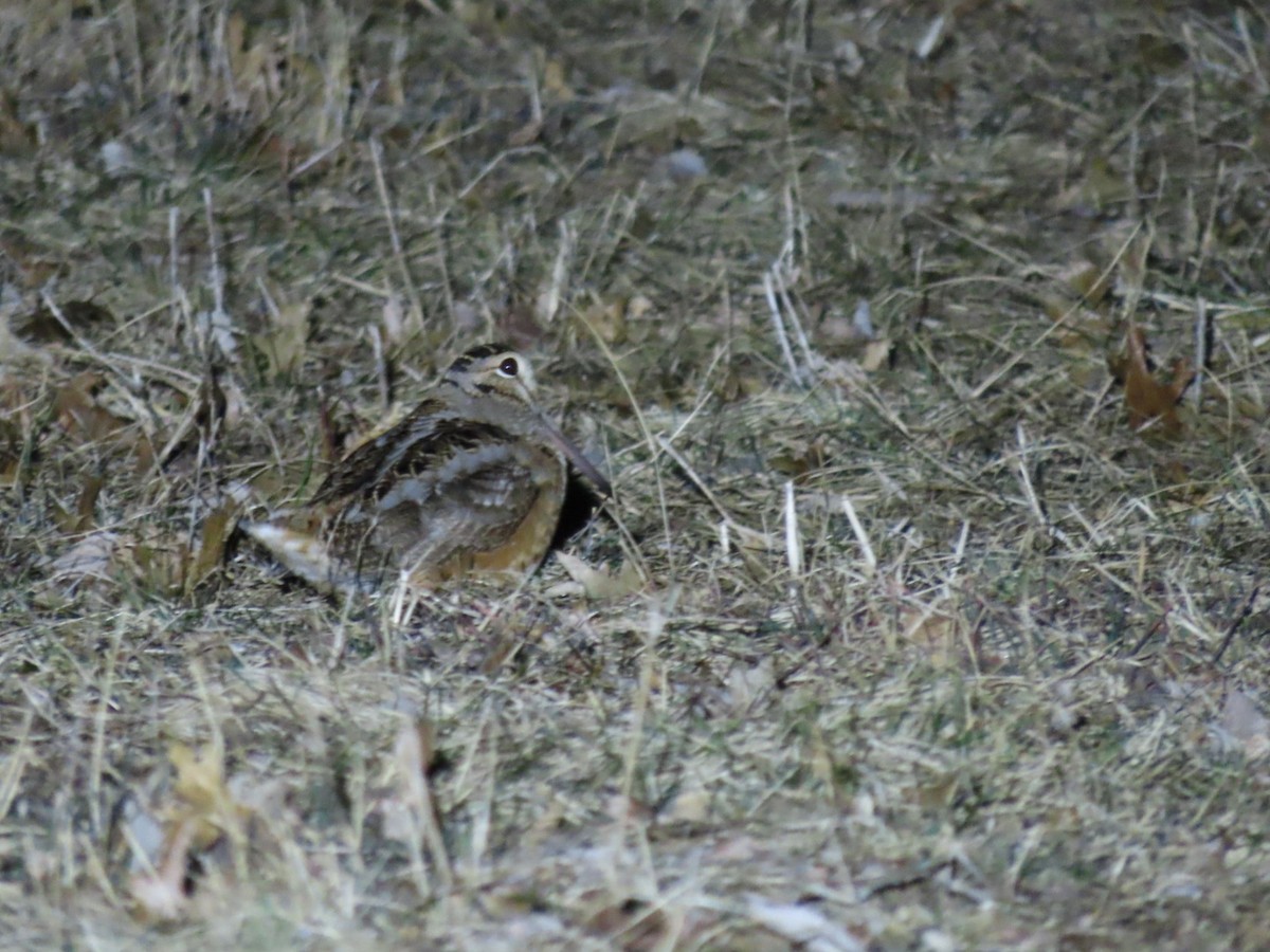 American Woodcock - ML425184871