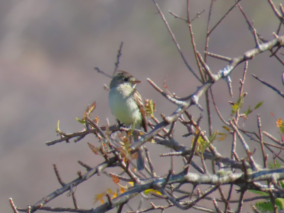 Pileated Flycatcher - ML425185991