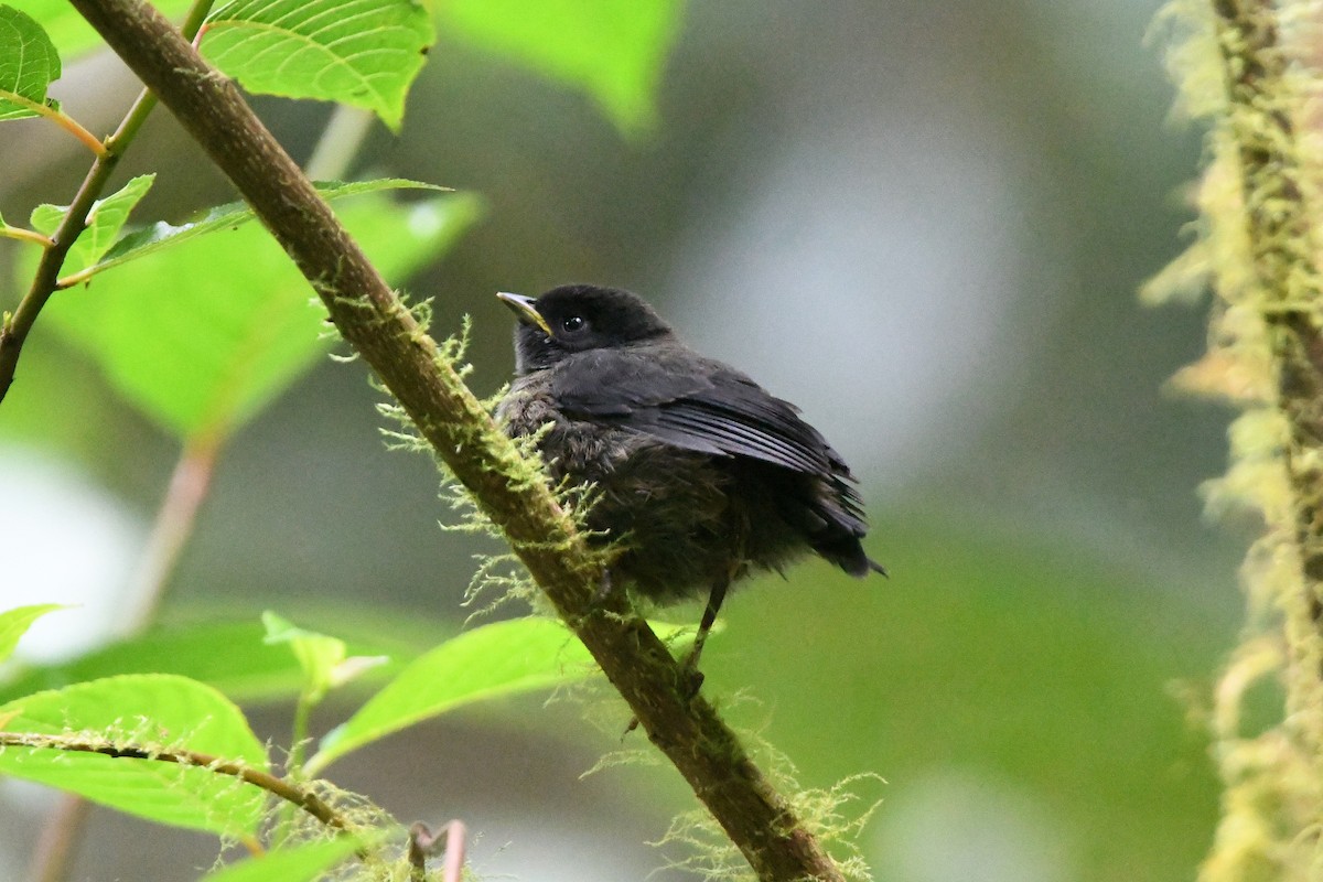 Yellow-thighed Brushfinch - Dan O'Brien