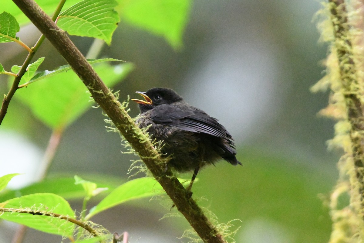 Yellow-thighed Brushfinch - Dan O'Brien