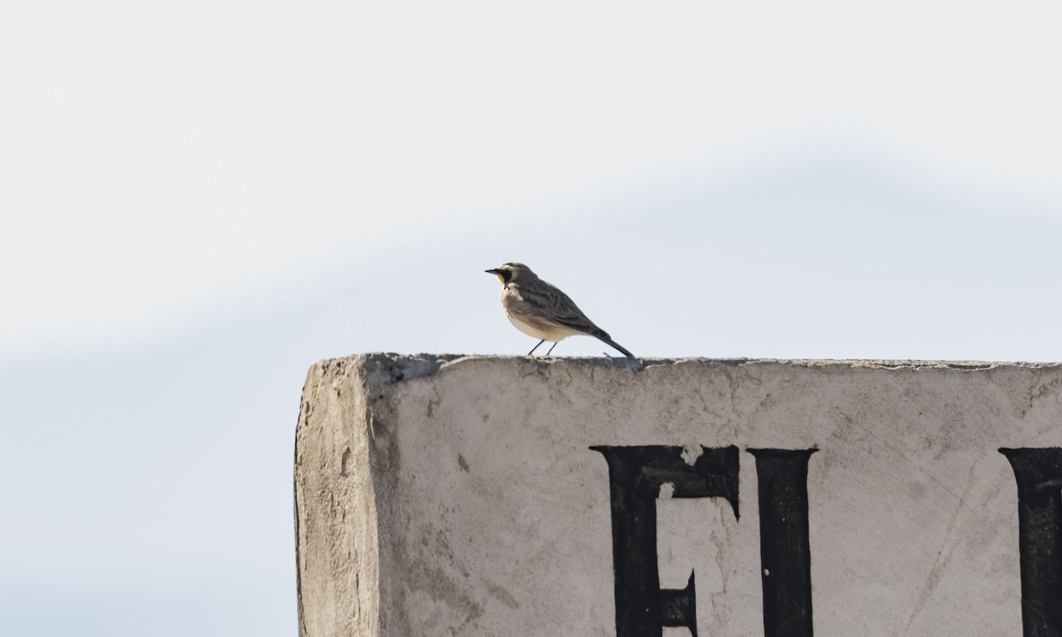 Horned Lark (Mexican) - ML425188401