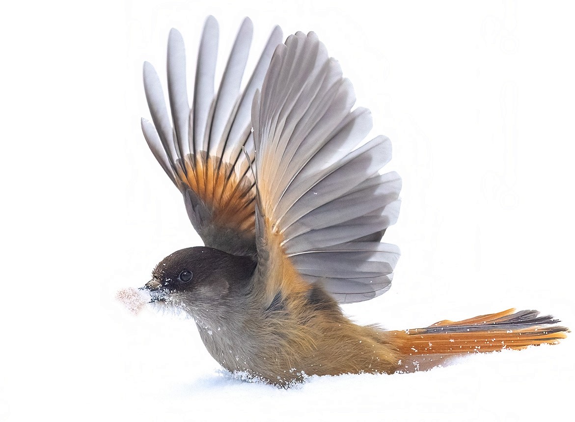 Siberian Jay - ML425188711