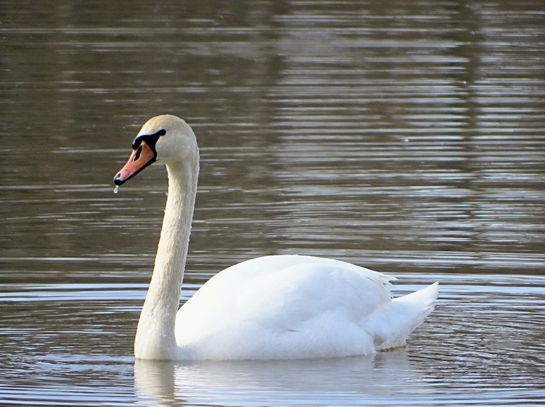 Mute Swan - ML425189191