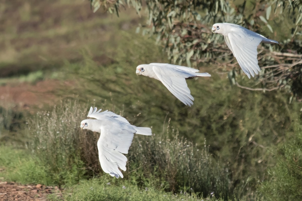 Little Corella - Dan Forster