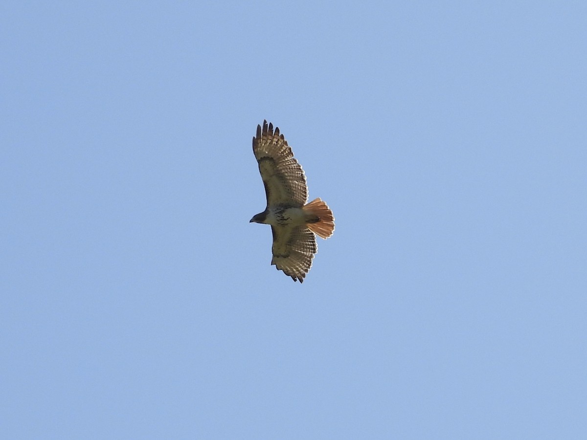 Red-tailed Hawk - ML425190181