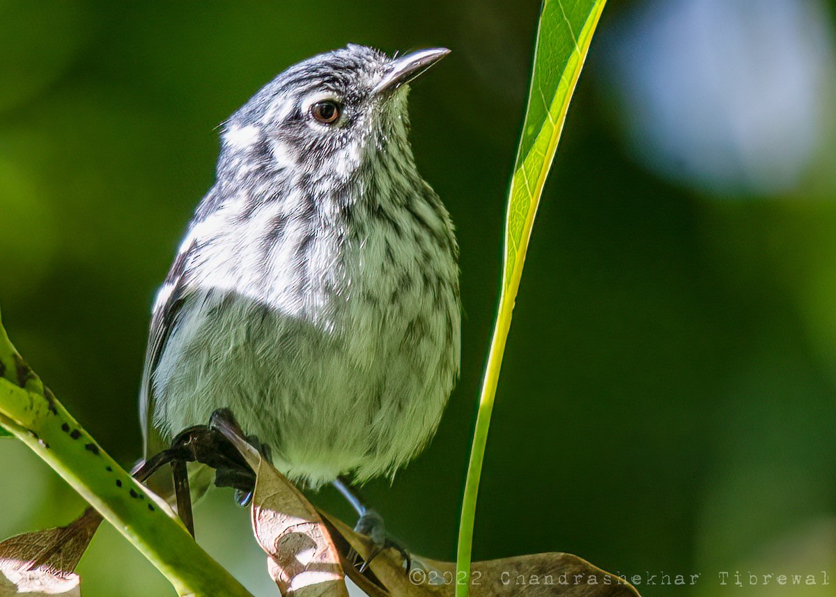 Elfin-woods Warbler - ML425190401