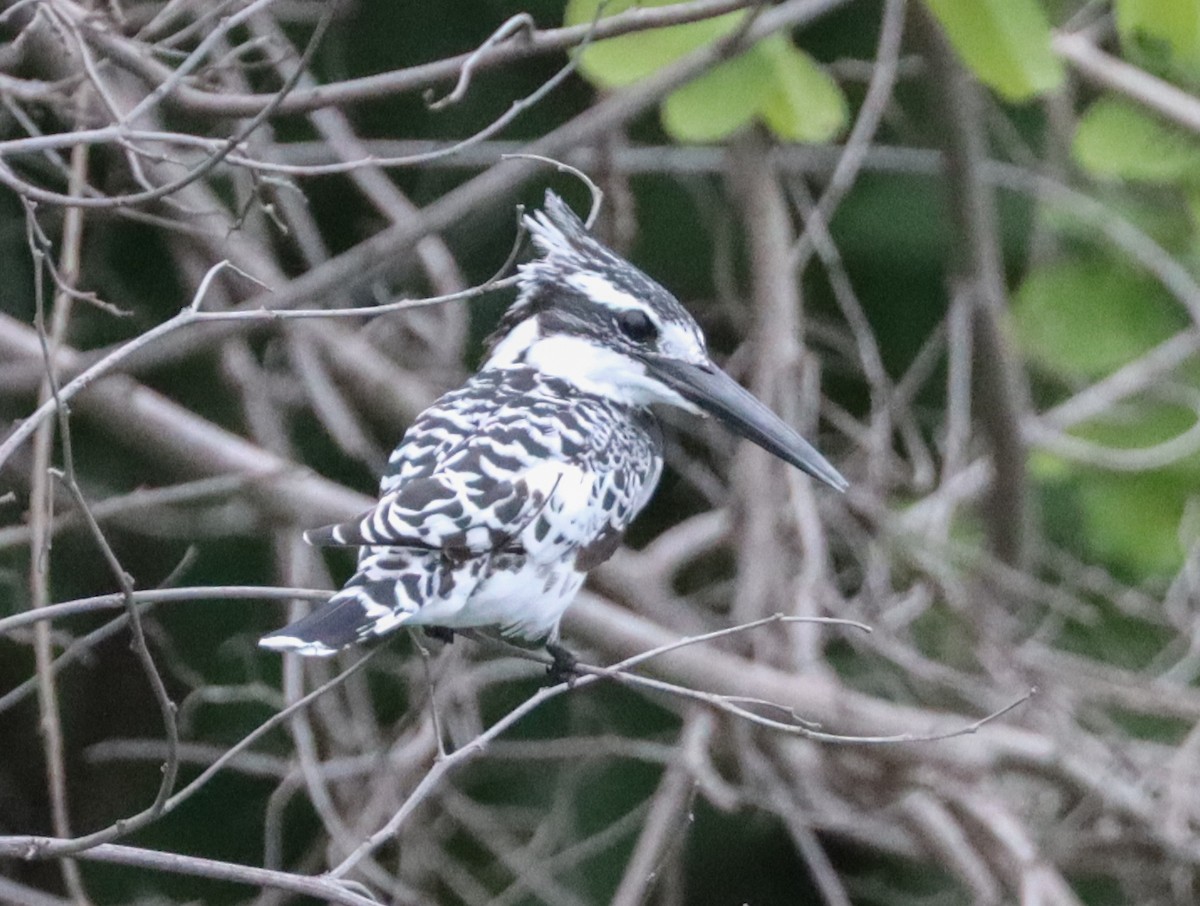 Pied Kingfisher - ML425190681