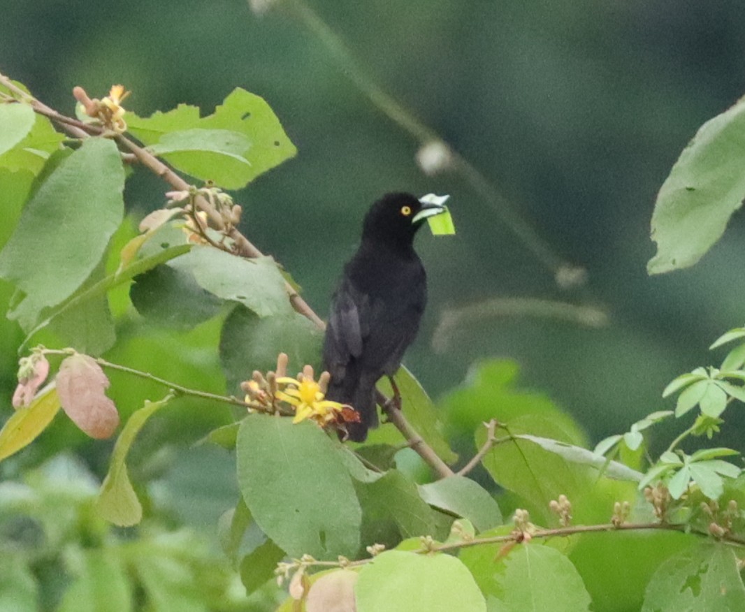 Vieillot's Black Weaver - ML425190751