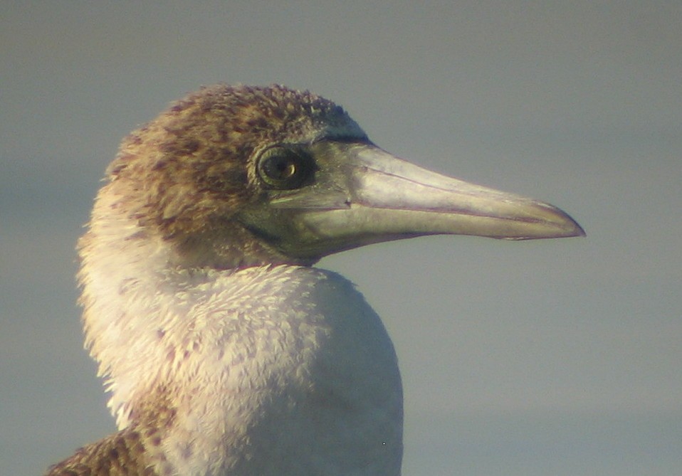 Blue-footed Booby - ML425191761