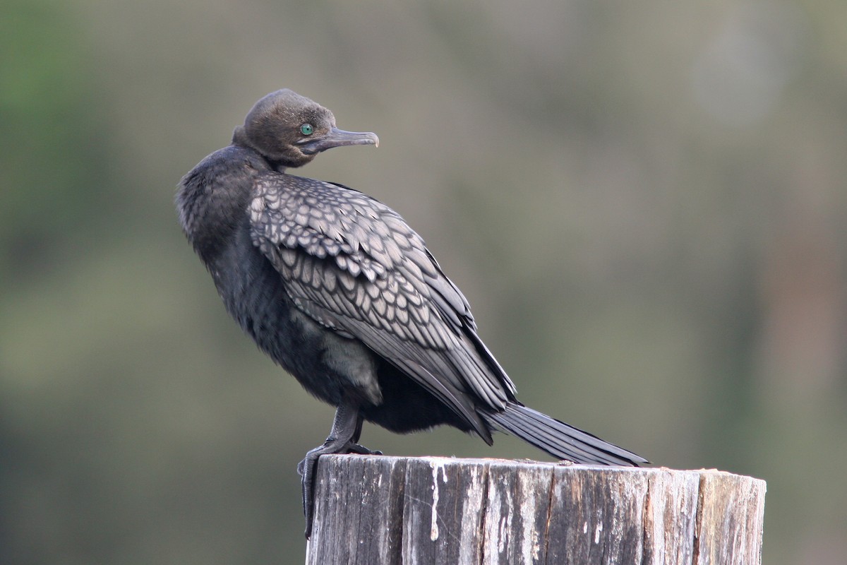 Little Black Cormorant - David Disher