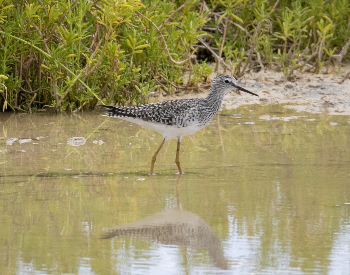 Lesser Yellowlegs - ML425192651