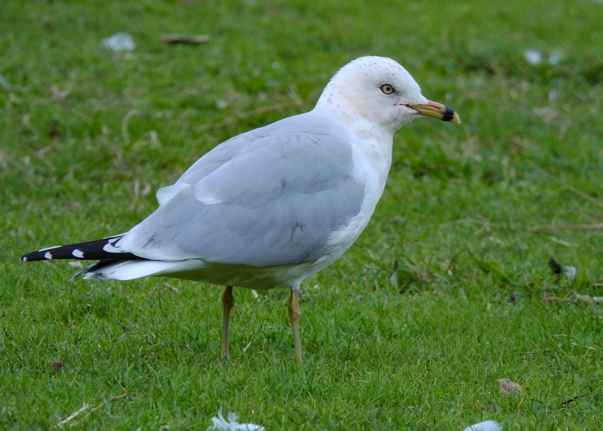 Ring-billed Gull - ML425193181