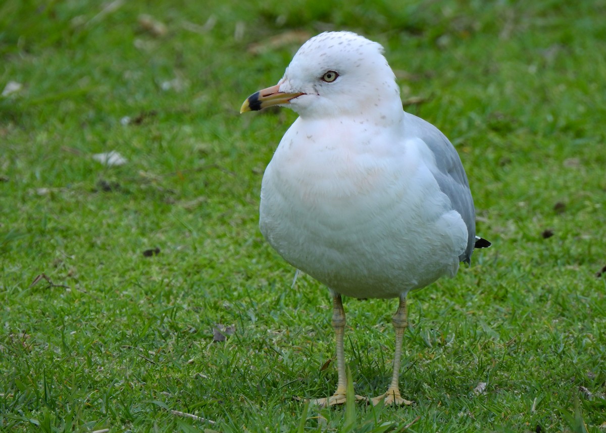 Ring-billed Gull - ML425193191