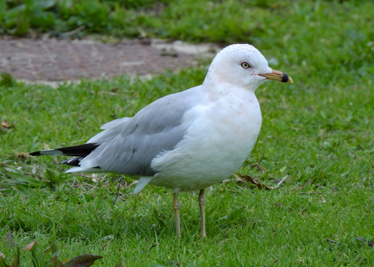 Ring-billed Gull - ML425193201