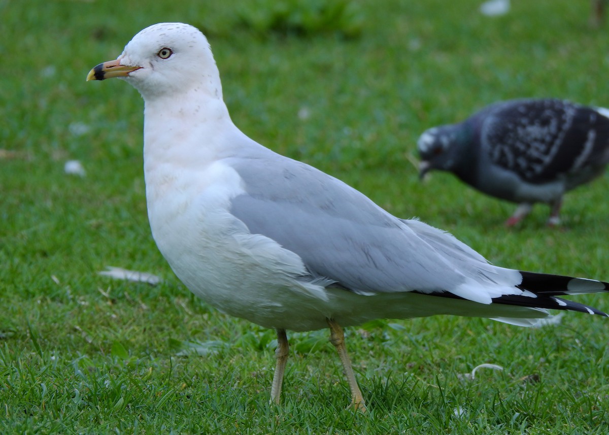 Ring-billed Gull - ML425193231