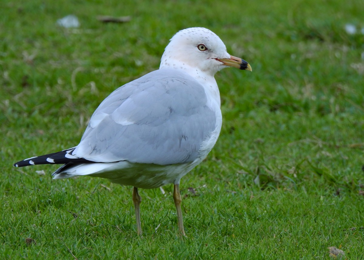 Ring-billed Gull - ML425193251