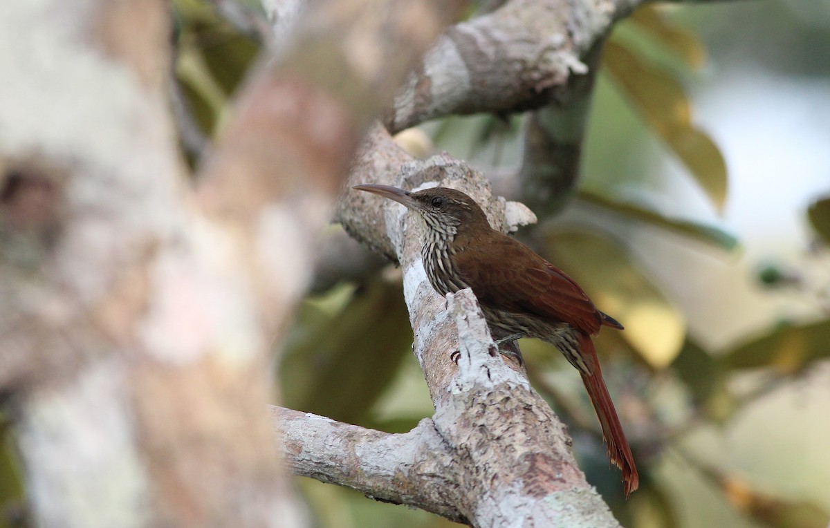 Dusky-capped Woodcreeper (Layard's) - ML42519341