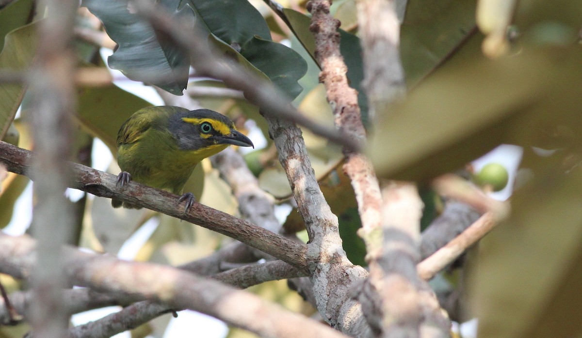 Slaty-capped Shrike-Vireo - ML42519371