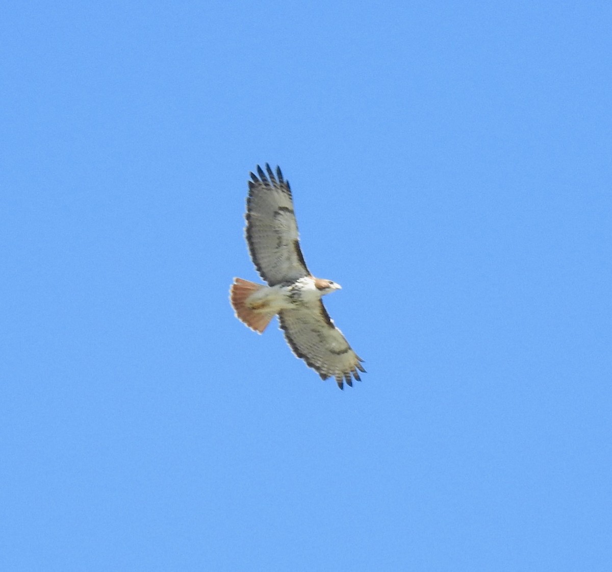 Red-tailed Hawk - ML425195011