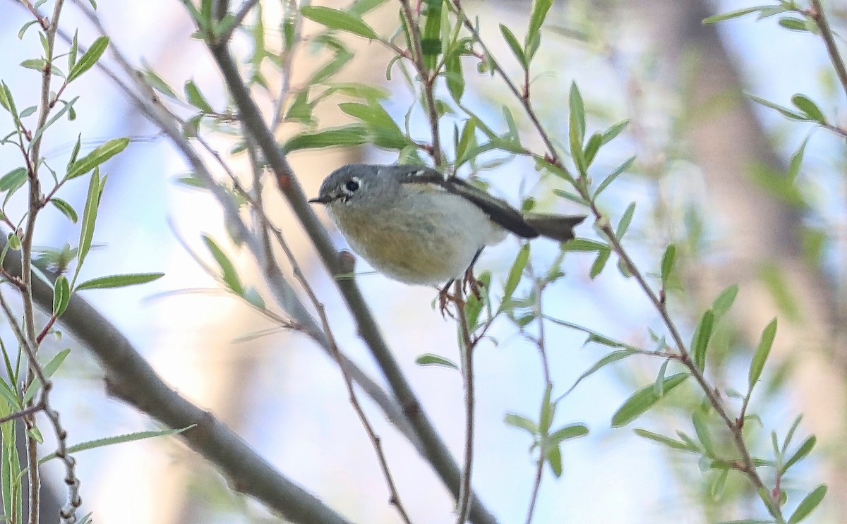 Ruby-crowned Kinglet - Douglas Hall