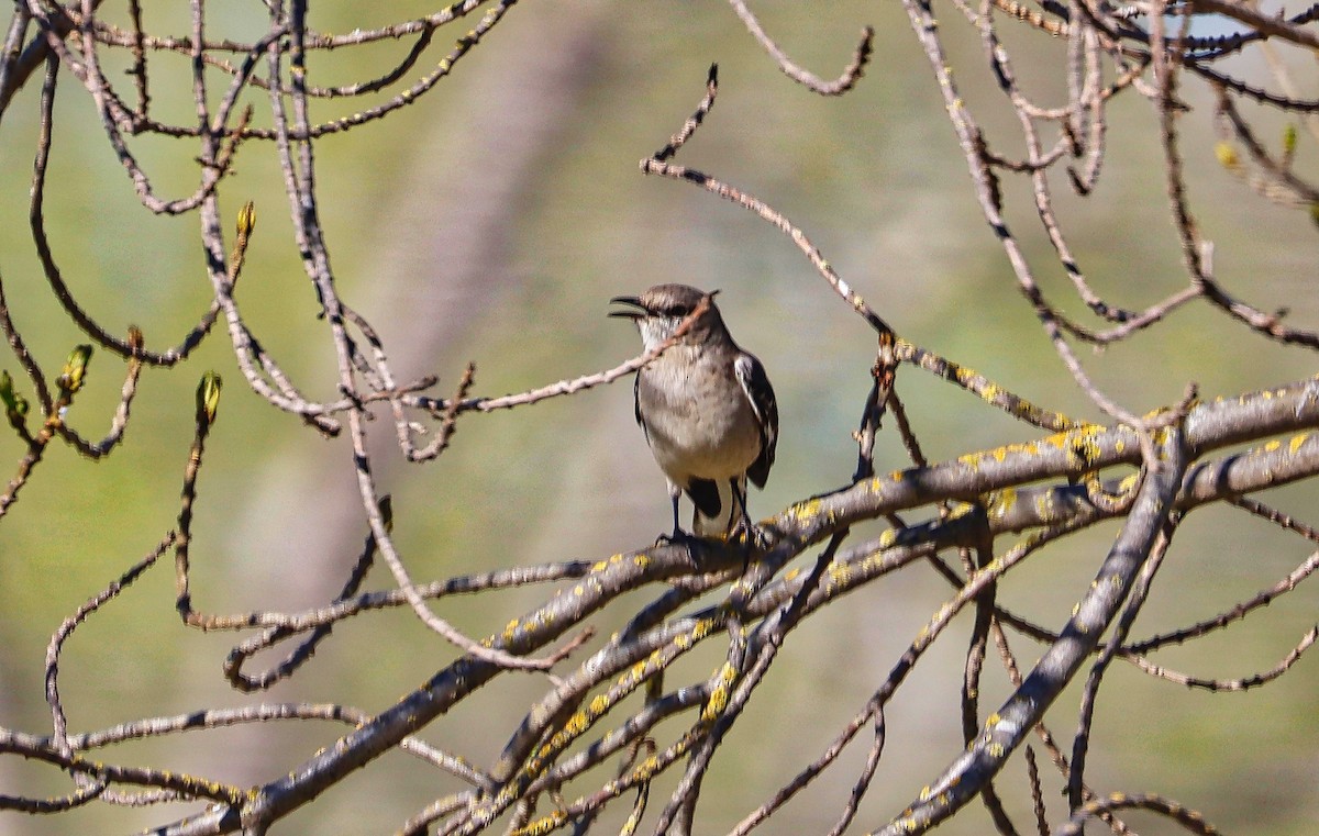 Northern Mockingbird - ML425195911