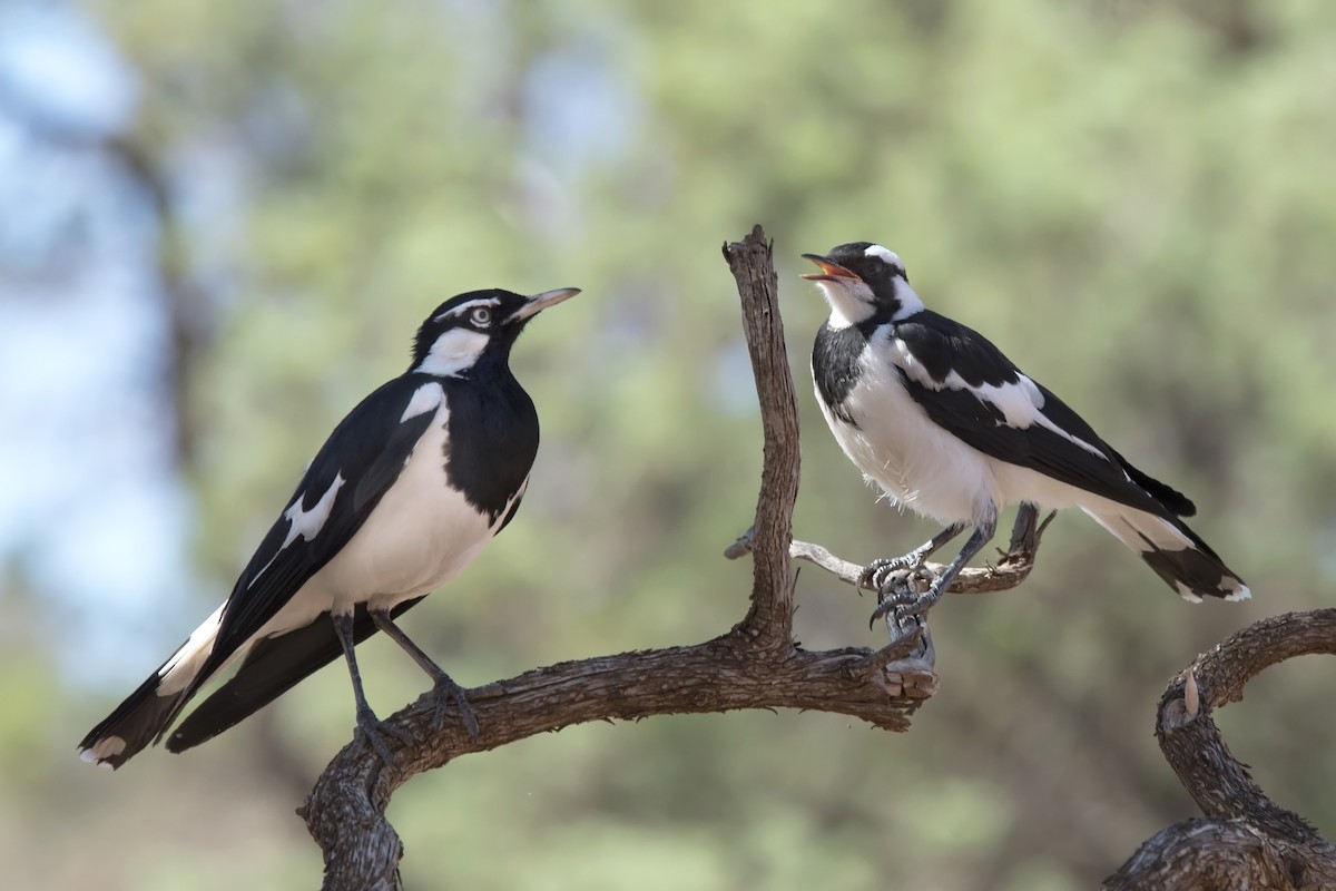 Magpie-lark - Dan Forster