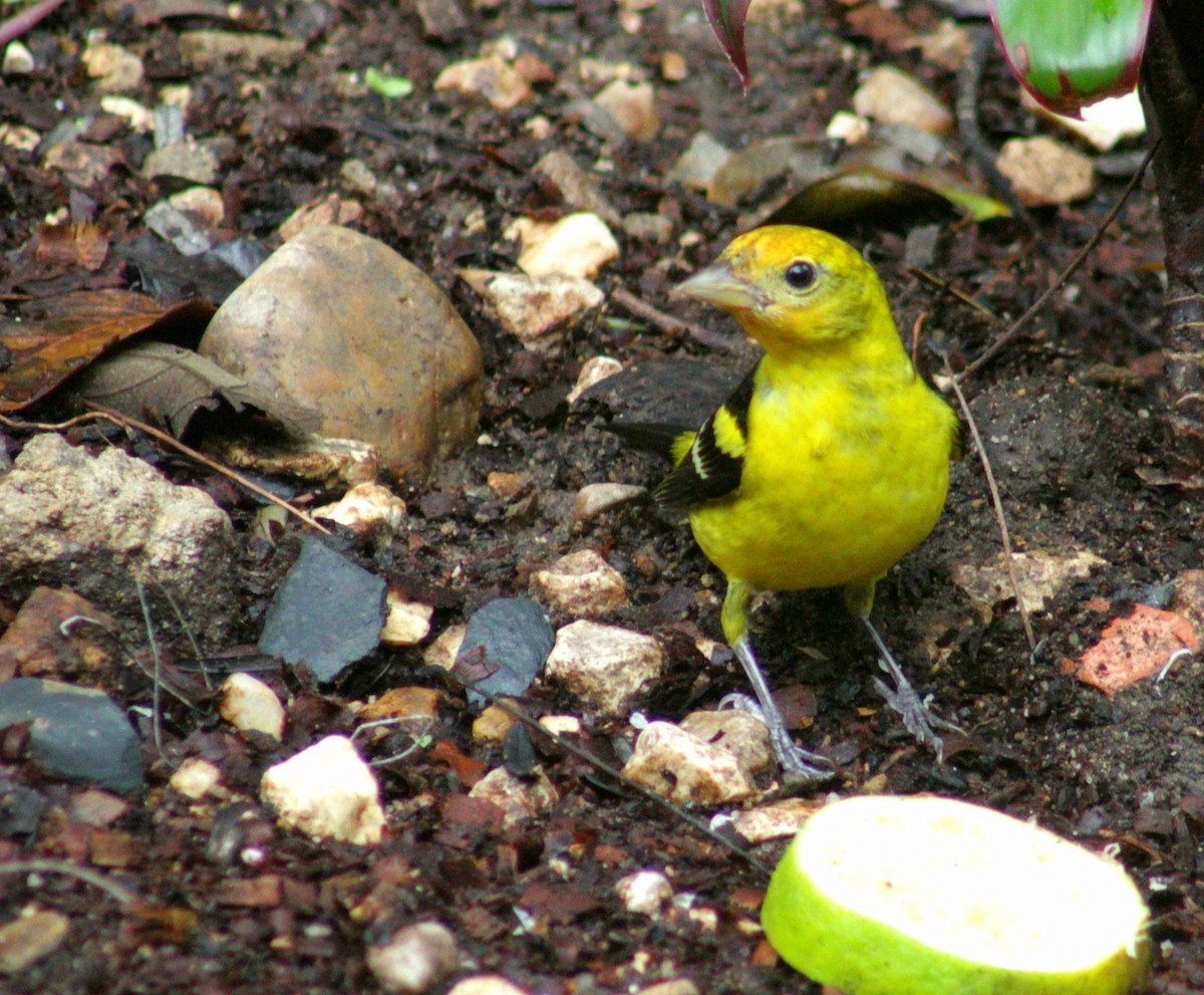 Western Tanager - ML425196761