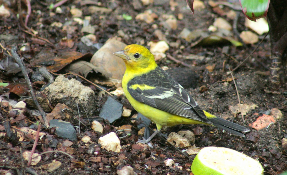 Western Tanager - ML425196771