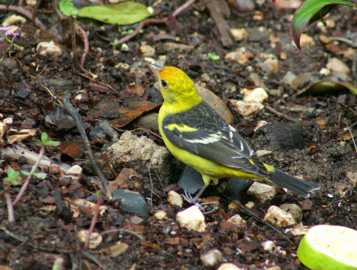 Western Tanager - ML425196851