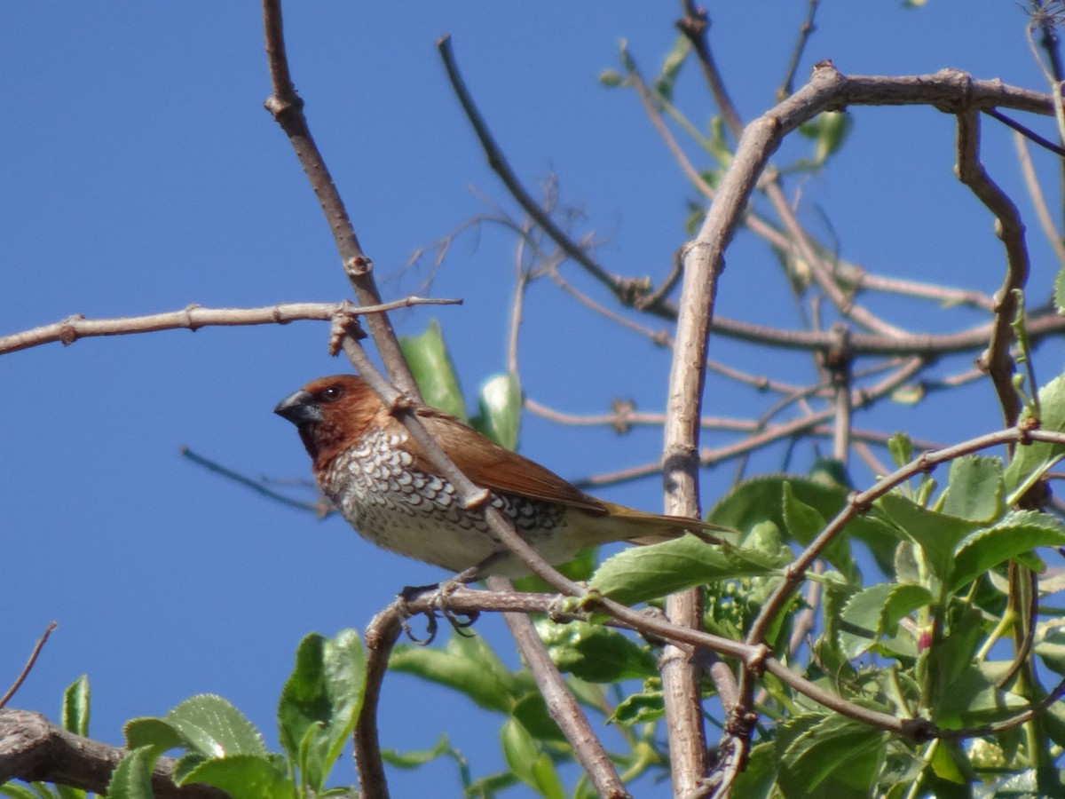 Scaly-breasted Munia - ML425197801