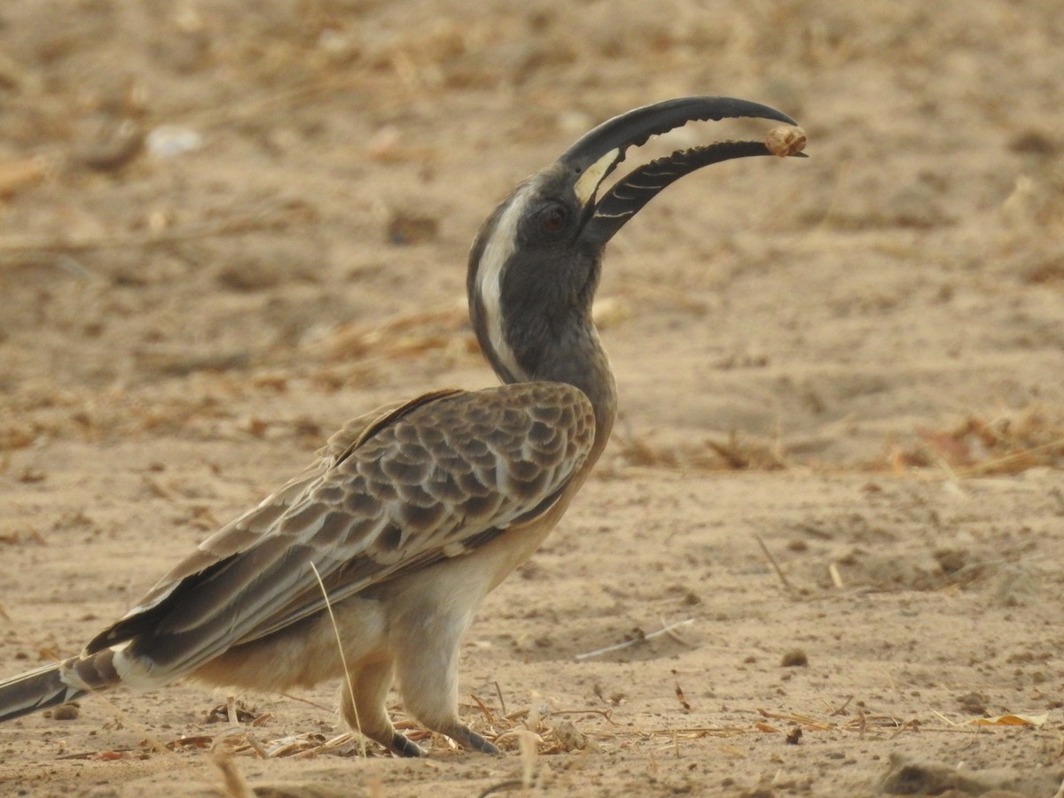 African Gray Hornbill - ML425197921