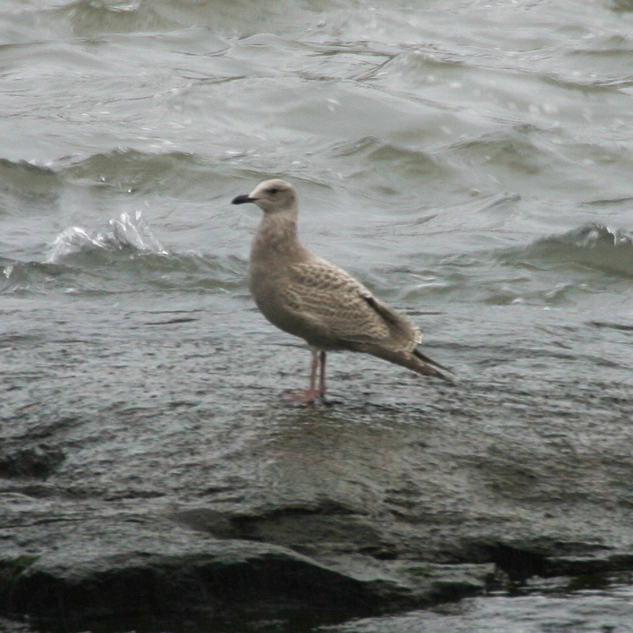 Iceland Gull (Thayer's) - ML42519851