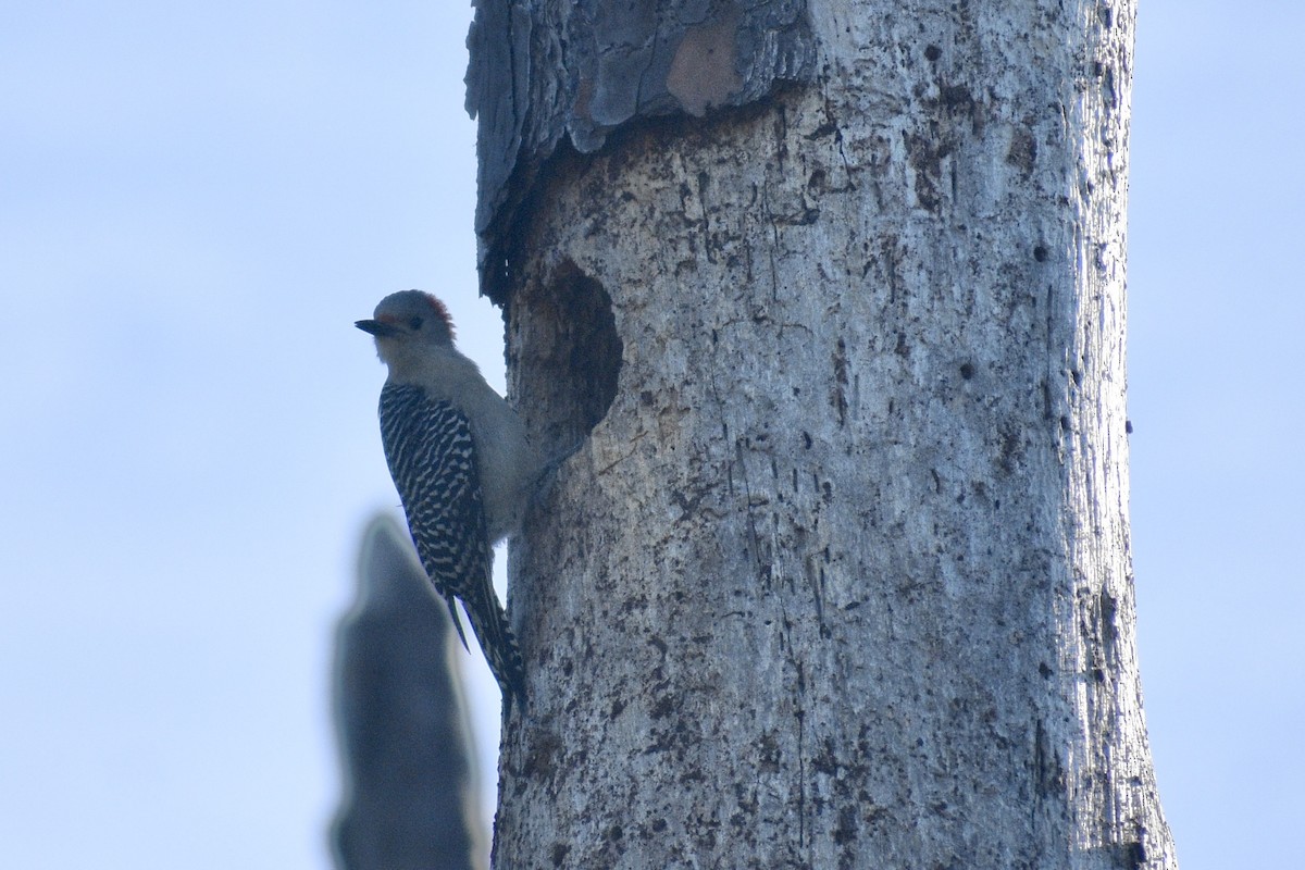 Red-bellied Woodpecker - ML425198511