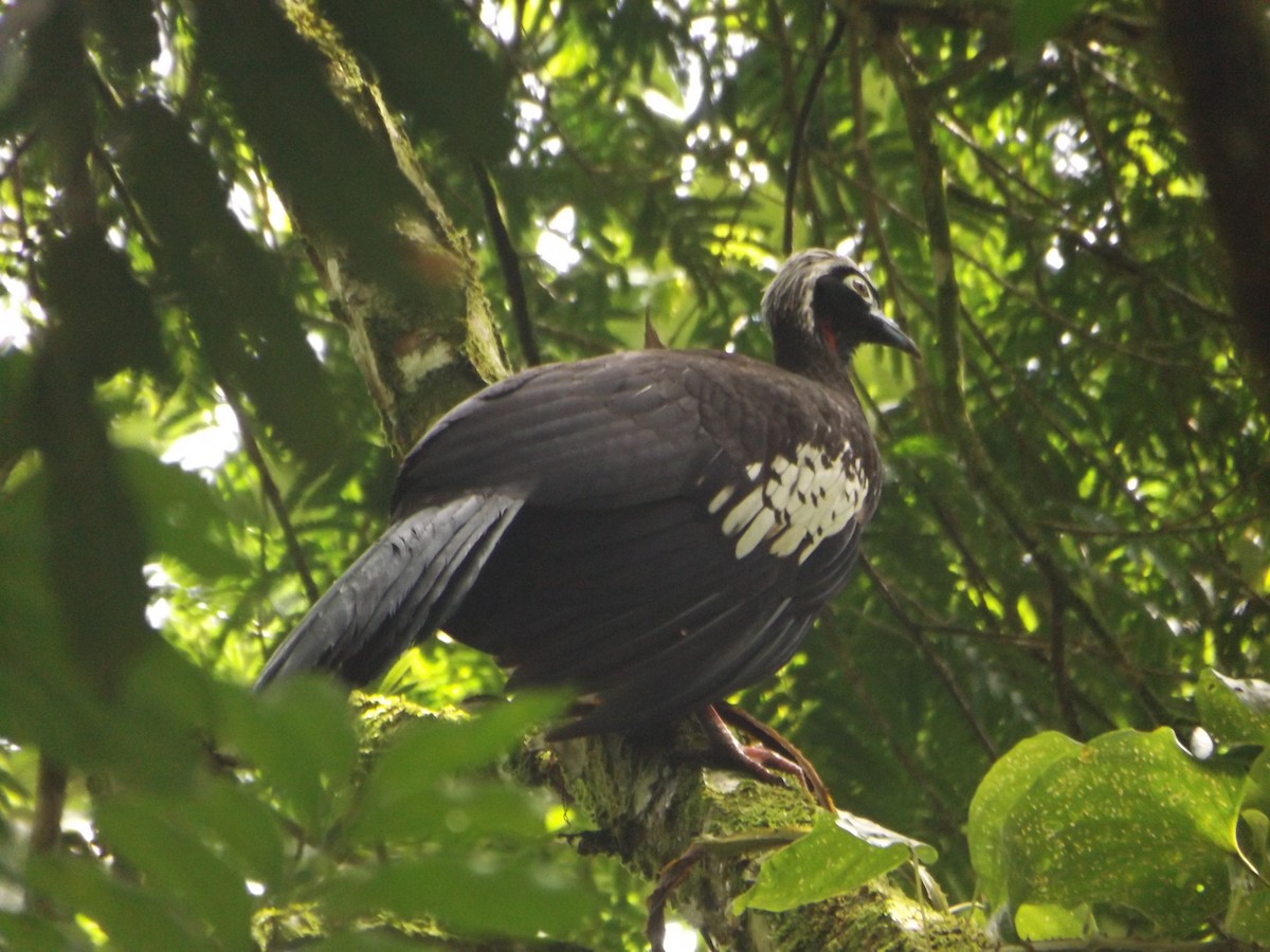 Black-fronted Piping-Guan - ML425198741