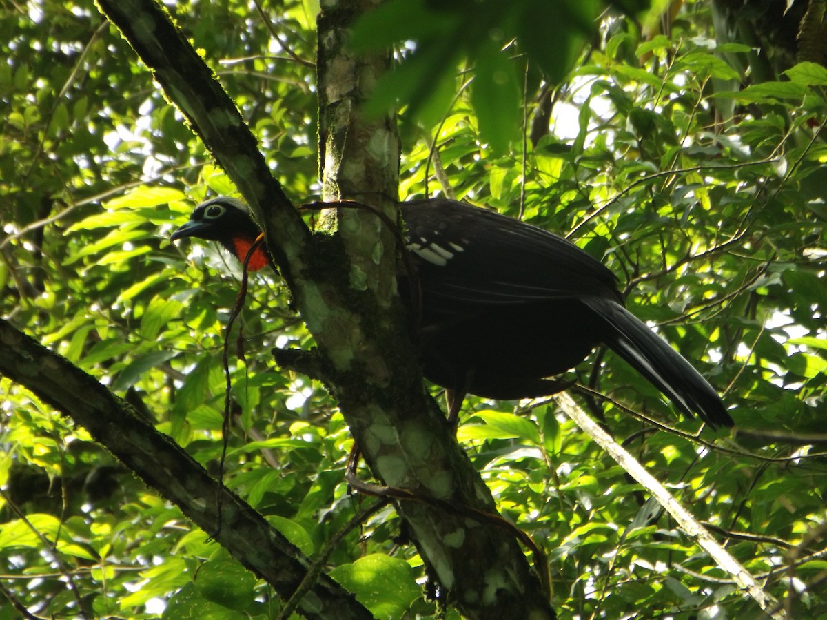 Black-fronted Piping-Guan - ML425198771