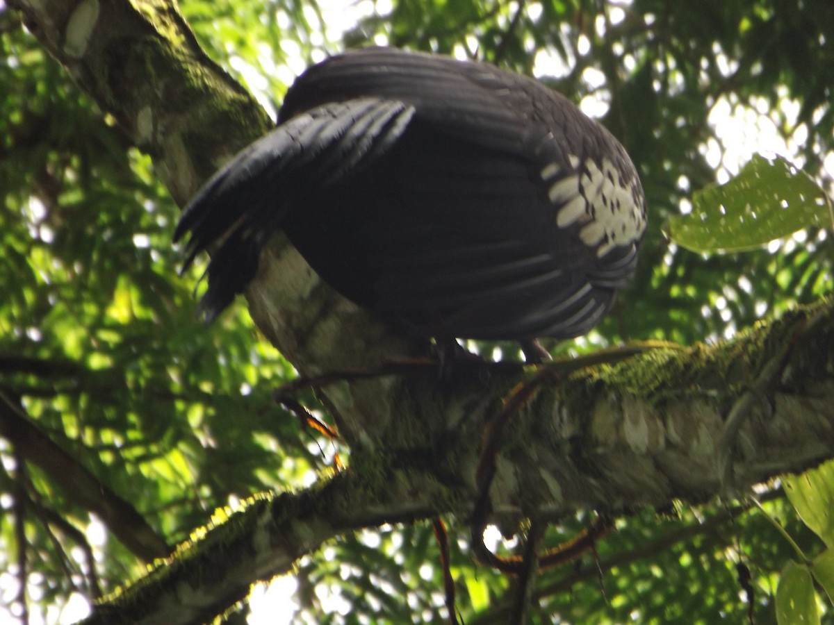 Black-fronted Piping-Guan - ML425198781