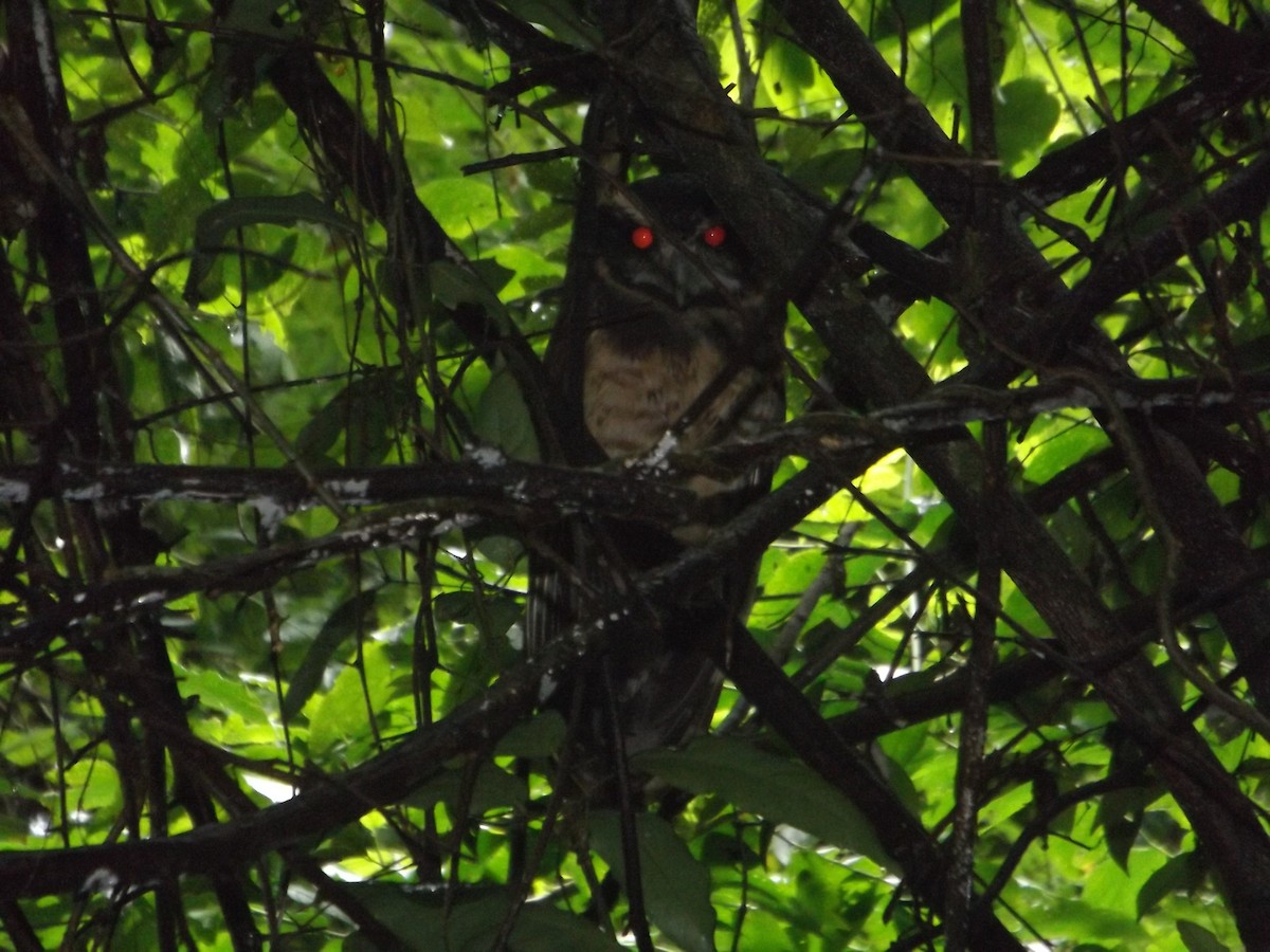 Tawny-browed Owl - UEDSON REGO